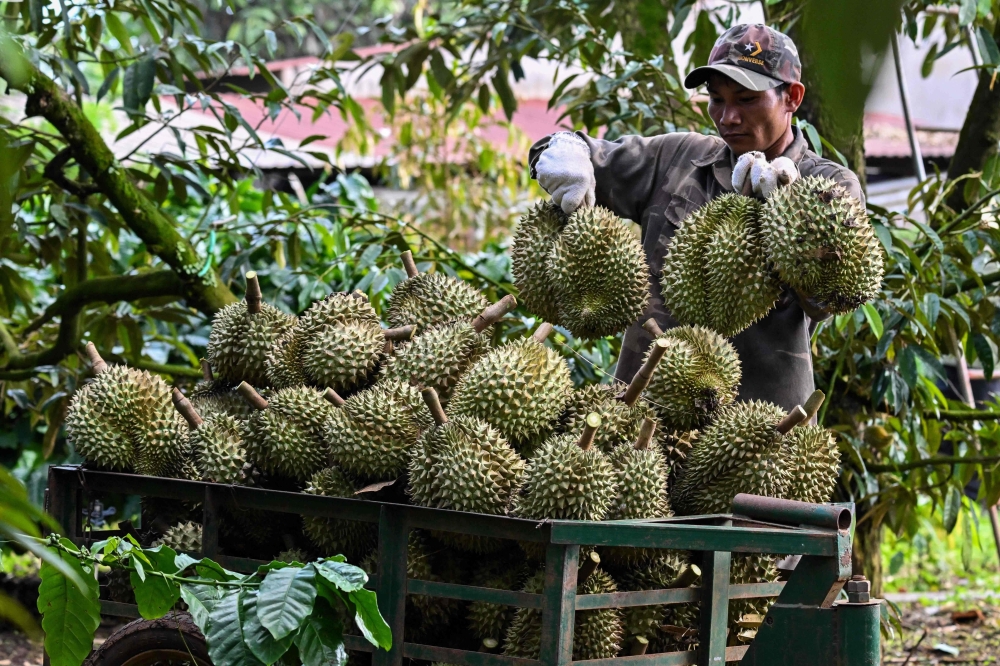 The author argues that Malaysia should develop young farmers into value-creating agropreneurs by combining agriculture with business skills, technology, innovation, branding and market knowledge. — AFP pic