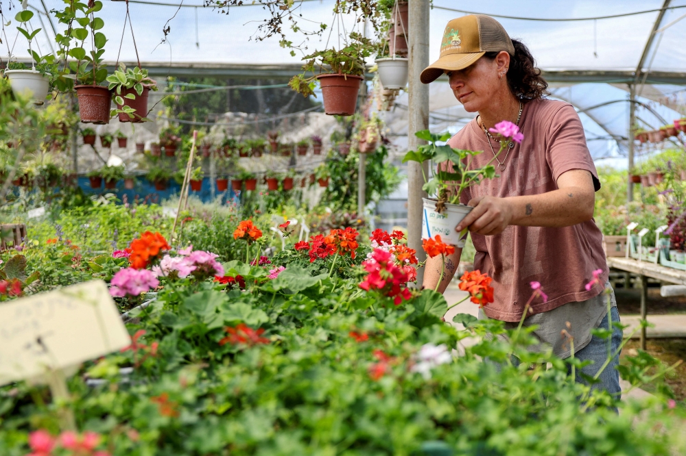 Plant nursery owner Sigal Malachi works at her nursery in Liman, in northern Israel, which is facing the first election since the October 2023 war with Palestine and where right-wing support for Prime Minister Benjamin Netanyahu is no longer certain. — AFP pic