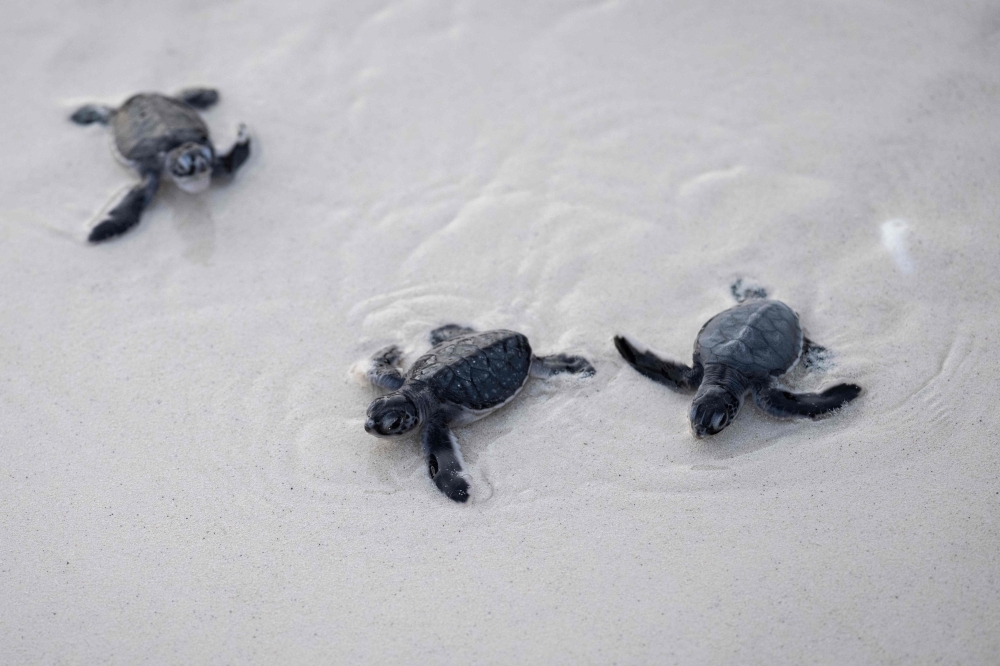 The palm-size green turtle hatchling flailing its flippers through the sand towards the sea on Mataking Island. — AFP pic