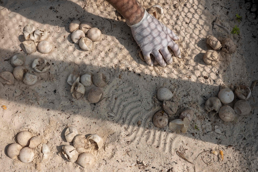 A conservationist counting hatched sea turtles from broken eggshells inside a sandy nesting enclosure. — AFP pic