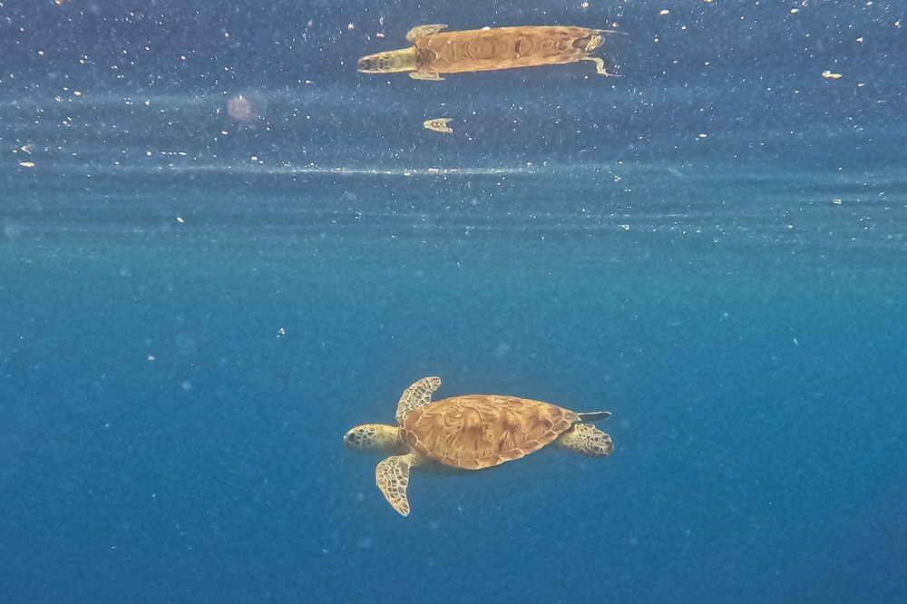 An adult green sea turtle gliding through the deep blue waters off the coast of Mataking Island. — AFP pic