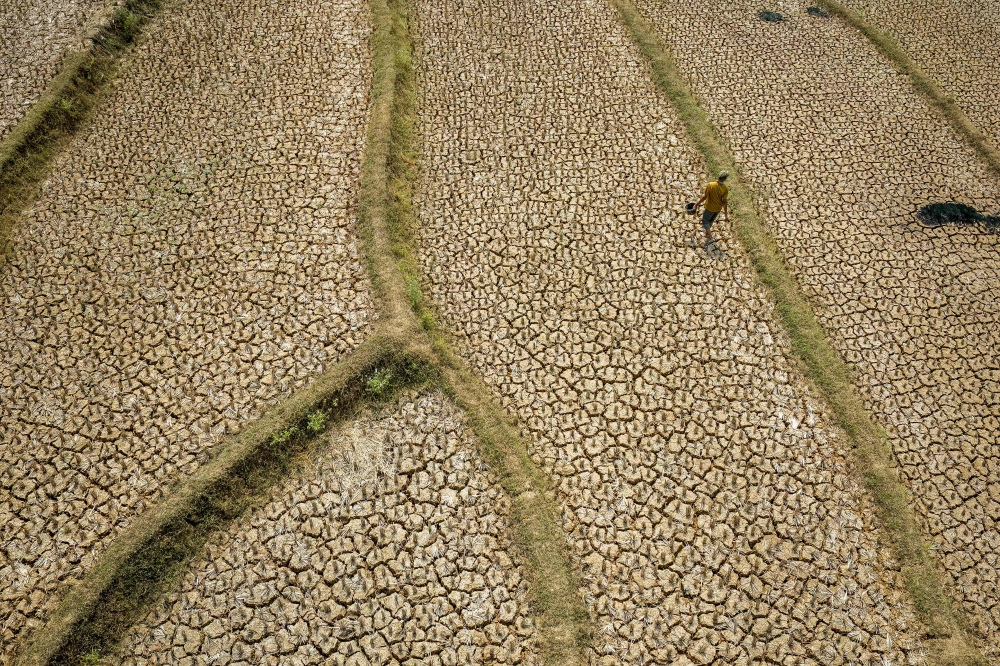 This aerial picture shows a villager walking across a dried-up rice field with cracked soil caused by a prolonged dry season at Wening Galih village in Bogor, West Java on August 28, 2026. — AFP pic