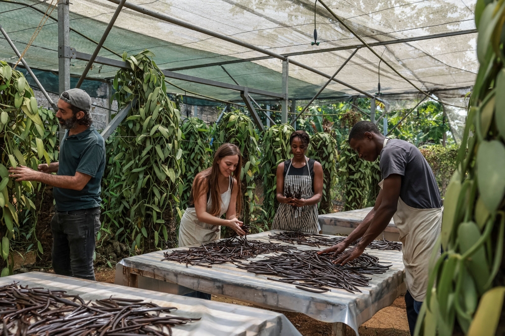Co-founder of L'atelier Vanilha France's Juliette Dohar (second-left), 31, works with staff members in the workshop, in Sao Tome, capital of Sao Tome and Principe, on August 7, 2026. The plump, bright-green vanilla pods growing in tiny Sao Tome's vast leafy plantations may well end up in some of Europe's finest dining. On the island of Sao Tome, where the mild, warm climate favours the growth of vanilla vines, cultivating the tropical orchid -- which involves a demanding process of manual pollination -- remains a largely underdeveloped sector. — AFP pic