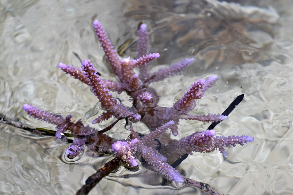 Healthy coral grows in the waters of Naidiri Marine Biodiversity Park in Fiji on October 5, 2026, where villagers are restoring the reef to protect marine life and fish stocks. — AFP pic