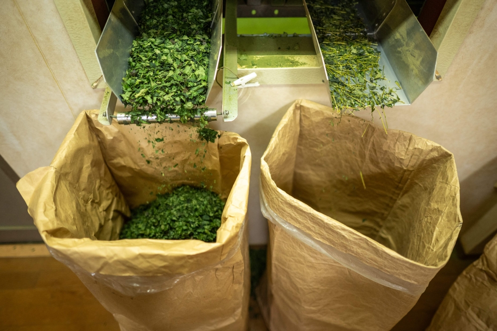File picture showing bags of tea in a tea processing factory in Sayama, Japan. Excessive matcha consumption could cause caffeine-sensitive individuals to experience headaches, palpitations, restlessness and difficulty sleeping. — AFP pic
