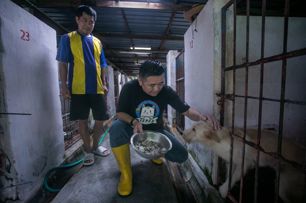 Ipoh Society for the Prevention of Cruelty to Animals chairman Ricky Soong (right) feeds a dog at the ISPCA shelter. — Bernama pic