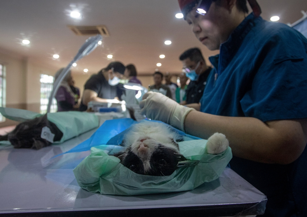 Animals are sterilised under the Perak Pawsitive Initiative’s cat and dog sterilisation awareness campaign at the Teluk Intan Municipal Council rest house hall. — Bernama pic