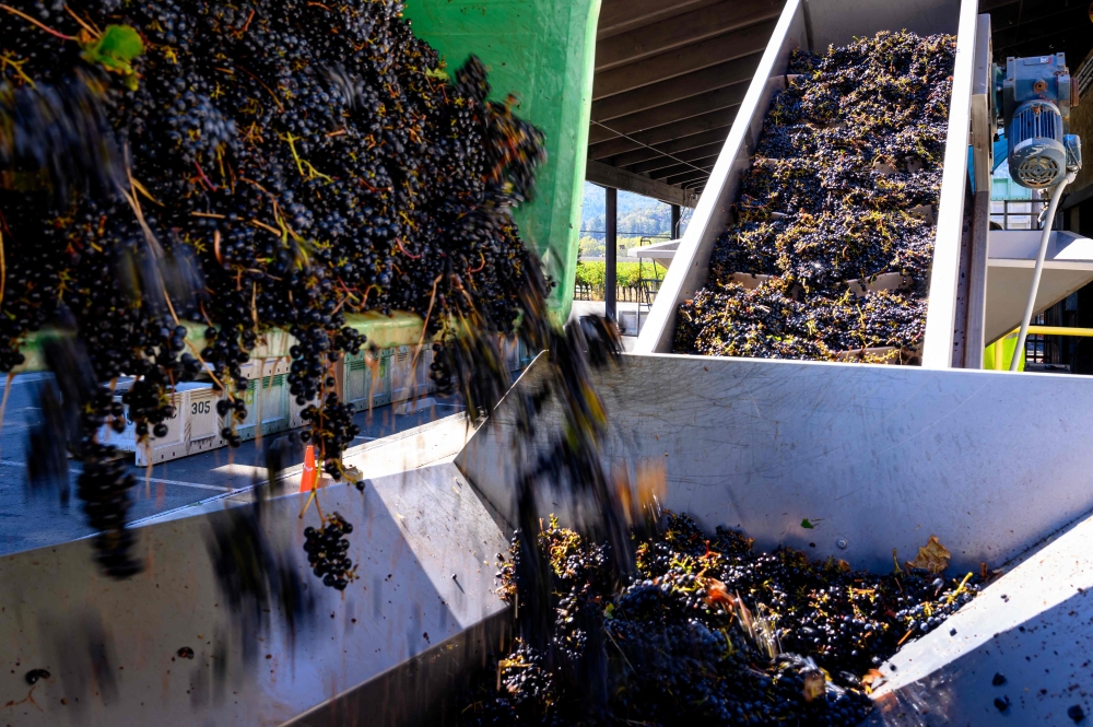 Wine grapes are processed on a conveyor belt at Grgich Hills Estate in Rutherford, in California’s Napa Valley October 5, 2026. — AFP pic 