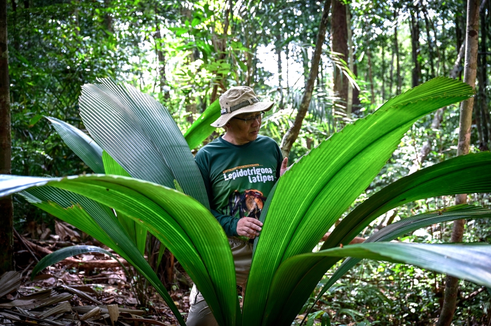 Prof Dr Shamsul Bahri Abd Razak checks on efforts to reintroduce four Kor palm species. — Bernama pic