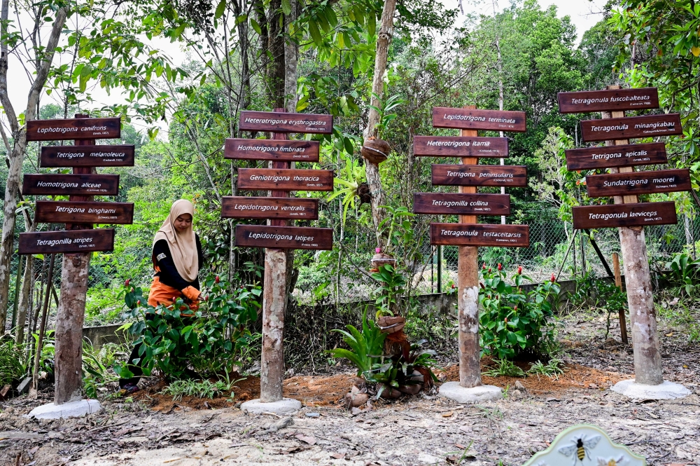 Signboards introducing visitors to the 20 stingless bee species housed at UMT’s stingless bee repository in Bukit Kor. — Bernama pic