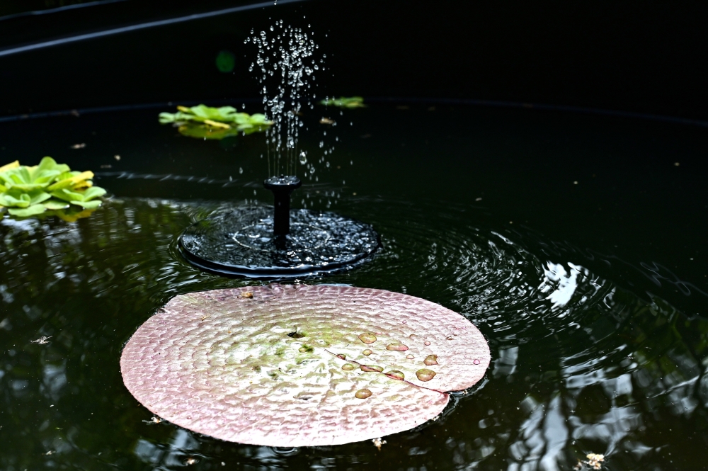 The giant water lily (Victoria amazonica), renowned for its enormous floating leaves, is among the highlights here. — Bernama pic