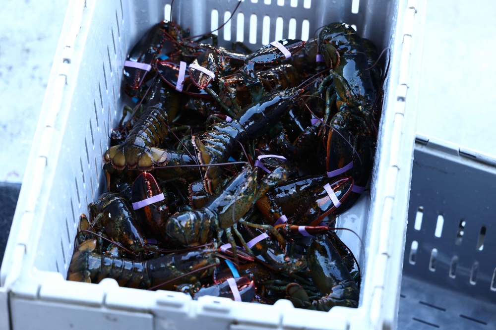 Fresh lobsters are seen on a fishing boat in Portland, Maine, on October 12, 2026. — AFP pic