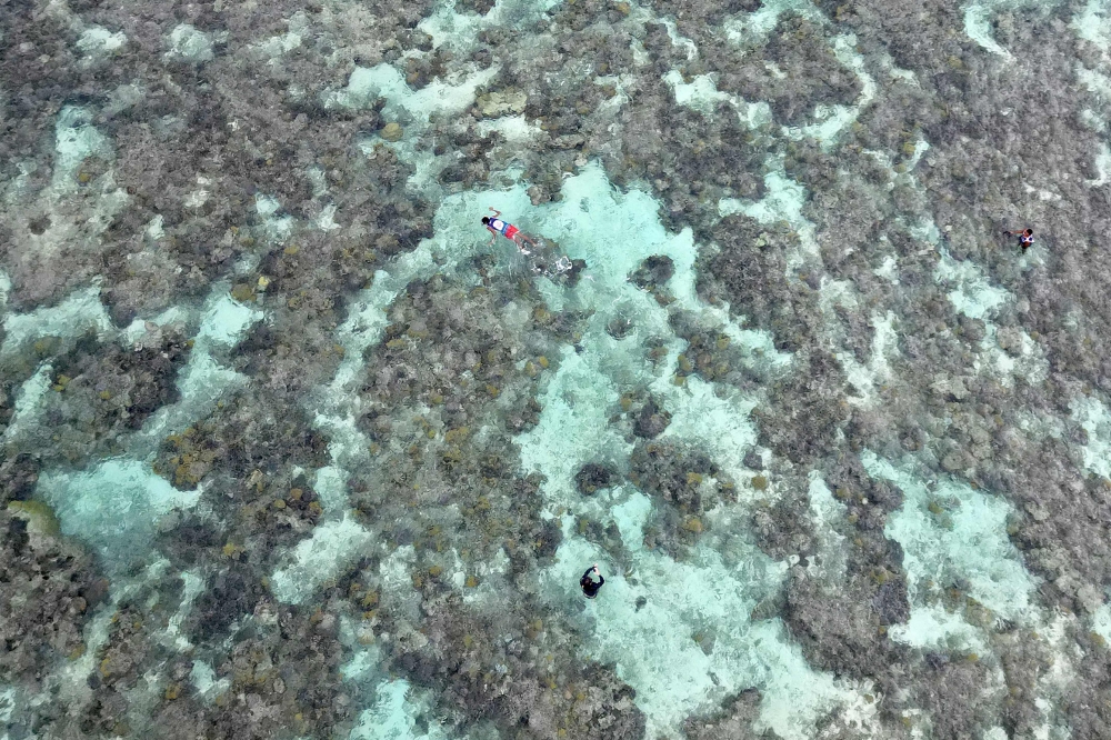 An aerial view shows villagers swimming above coral reefs off Nadir Beach, approximately 52 kilometres from Nadi October 5, 2026. Almost all shallow-water coral reefs around the world are at ‘extremely high risk’ of disappearing by 2075 due to climate change, the International Union for Conservation of Nature (IUCN) warned on October 22, 2026. — AFP pic