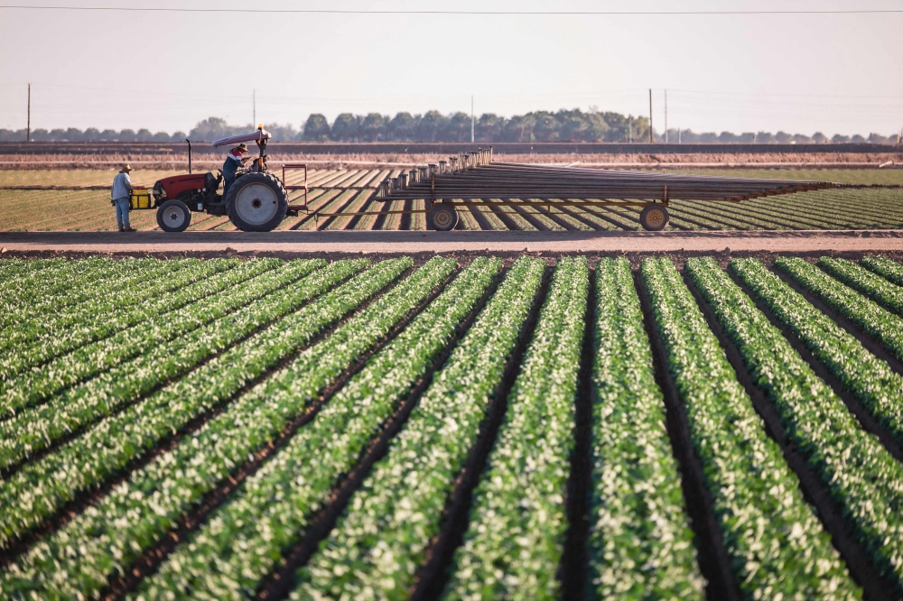 After the irrigating a vegetable field, farm workers remove the irrigation system pipes, in Somerton, Arizona, on October, 18, 2026. In his fields of lettuce and broccoli, Mike Pasquinelli no longer has to worry about the destruction caused by migrants fleeing the police — incidents that previously wiped out portions of his harvest. — AFP pic