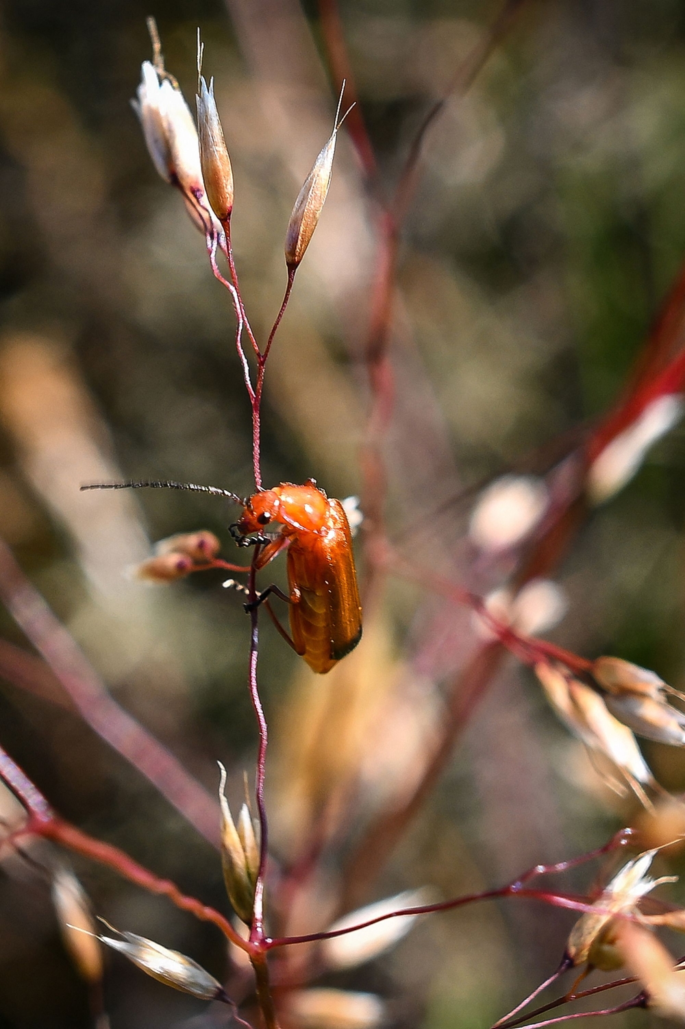 A red soldier beetle on the Rothbury Estate in Northumberland, north-east England. A leading UK conservation charity announced October 30, it had raised some £30 million via crowdfunding to buy a huge swathe of rolling moorlands and forests to transform into a sanctuary for biodiversity. — AFP pic