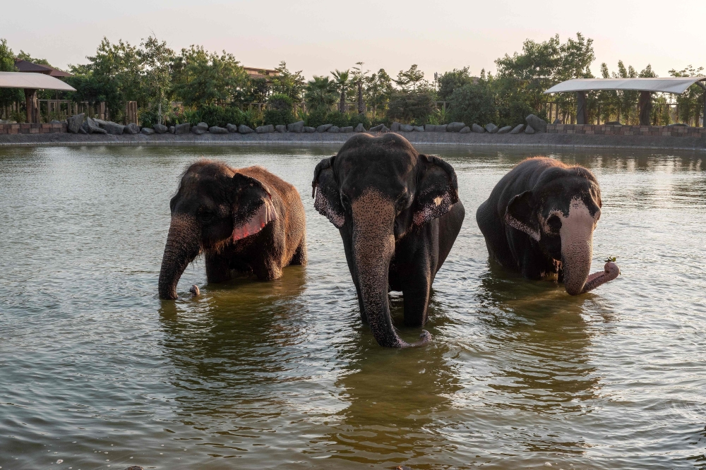 Elephants take a dip inside a pond at the Vantara Wildlife Rescue and Conservation Centre in Jamnagar September 24, 2026. — AFP pic