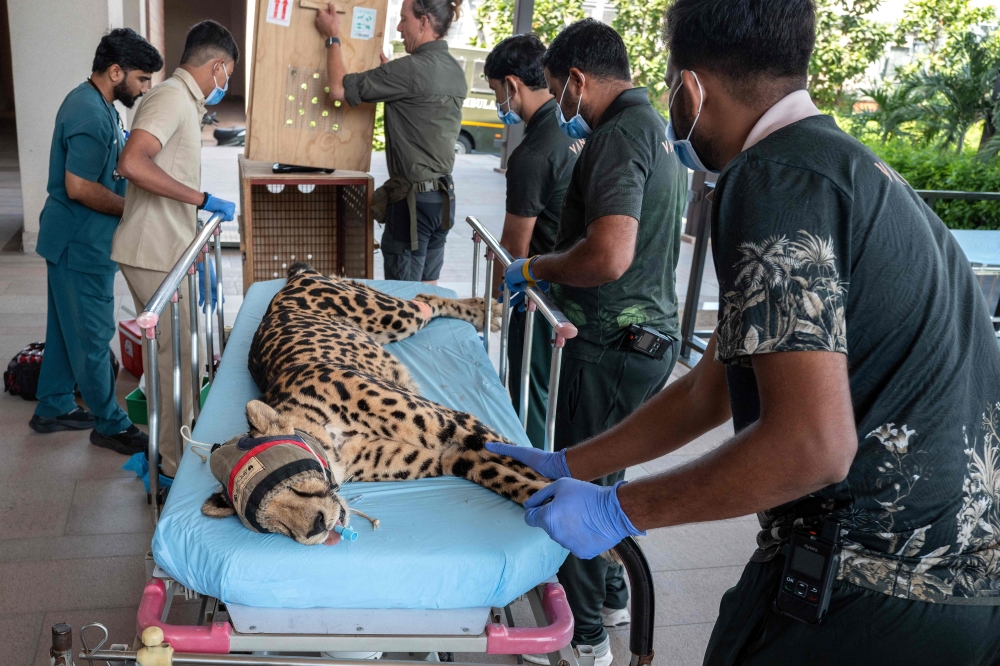 Veterinary staff carry a cheetah on a stretcher after completing a routine medical check up inside a hospital at the Vantara Wildlife Rescue and Conservation Centre in Jamnagar September 25, 2026. — AFP pic