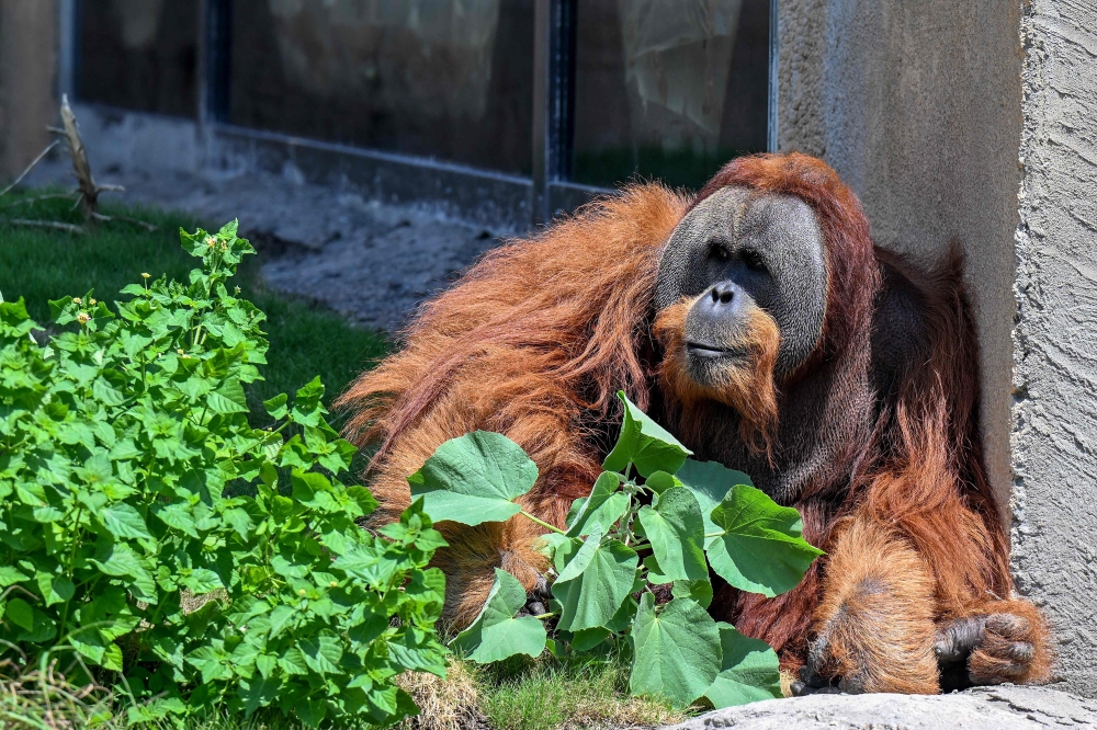 An orangutan rests inside an enclosure at the Vantara Wildlife Rescue and Conservation Centre in Jamnagar September 25, 2026. — AFP pic