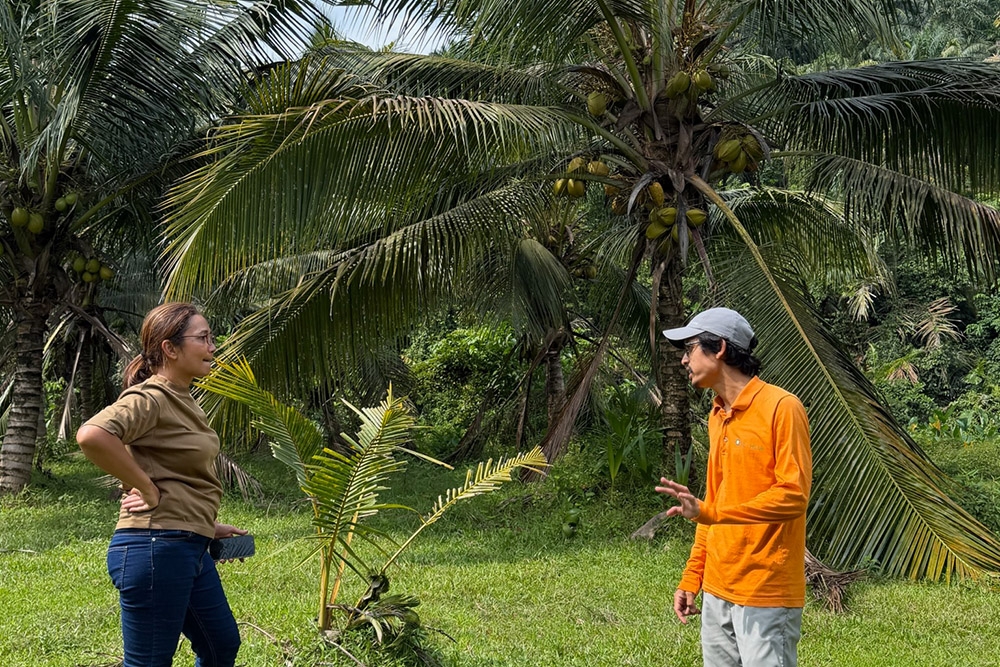 4. The coconuts come from a family-owned estate in Slim River—Picture courtesy of Kelapa