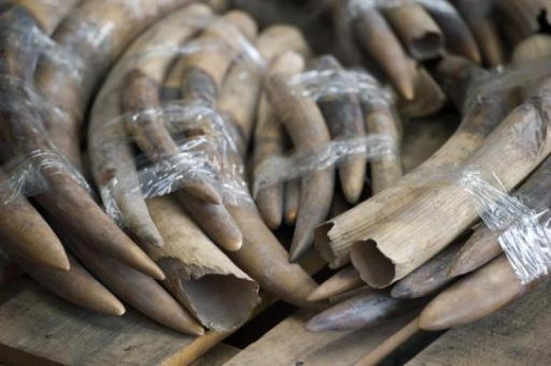 Experts believe that most illegal ivory is headed to China with some estimating the country accounts for as much as 70 per cent of global demand. u00e2u20acu201d AFP pic