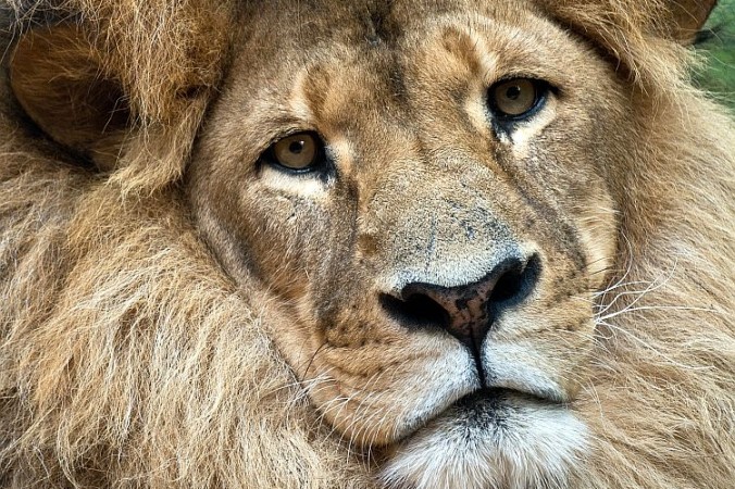 African lions are found in most countries in sub-Saharan Africa. The International Union for Conservation of Nature classifies them as vulnerable. u00e2u20acu201d AFP pic