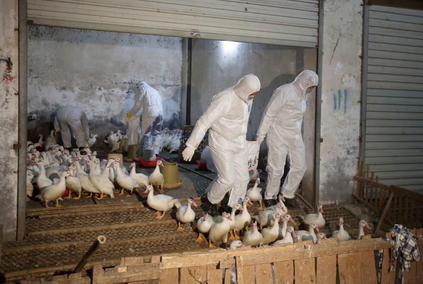 Health officials in protective suits transport sacks of poultry as part of preventive measures against the H7N9 bird flu at a poultry market in Zhuji, Zhejiang province January 6, 2014. u00e2u20acu201d Reuters pic