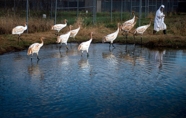 Jane Chandler leads a flock of whooping cranes raised in captivity at the research centre. Scientists have been trying to replenish the endangered birds' population since 1967. u00e2u20acu201d AFP pic
