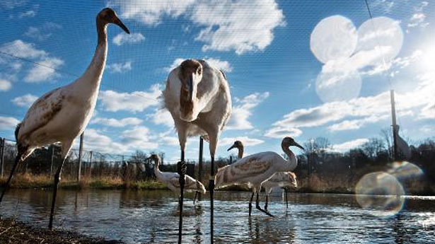 Whooping cranes raised in captivity before being transferred to Louisiana are seen at the US Geological Surveys Patuxent Wildlife Research Center. u00e2u20acu201d AFP pic