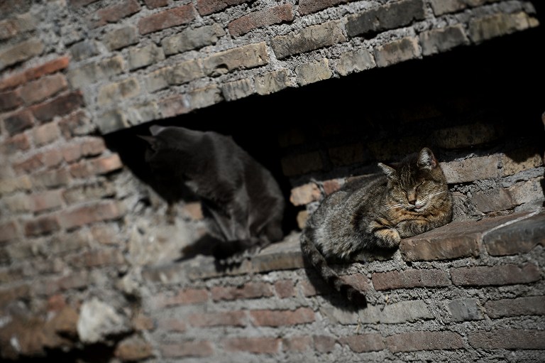 A Japanese man stole US$185,000 in multiple robberies to feed 120 cats a gourmet diet. u00e2u20acu201d AFP pic