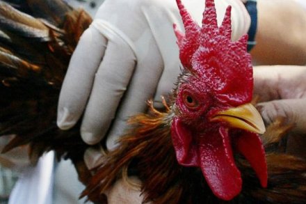 Indonesia has recorded 195 cases of bird flu. u00e2u20acu201d AFP pic