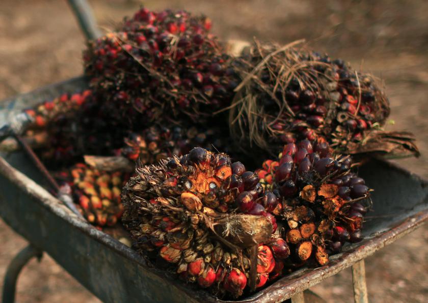 Palm oil fruits are seen placed on a wheelbarrow at a palm oil farm in Klang, outside Kuala Lumpur, February 19, 2014. u00e2u20acu201du00c2u00a0Reuters pic