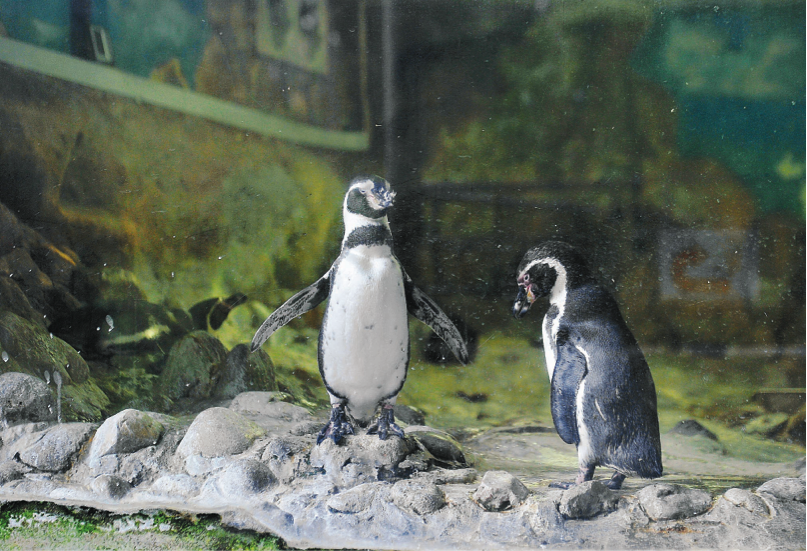 A pair of penguins in a temperature-controlled enclosure at Zoo Negara. u00e2u20acu201d Malay Mail pic