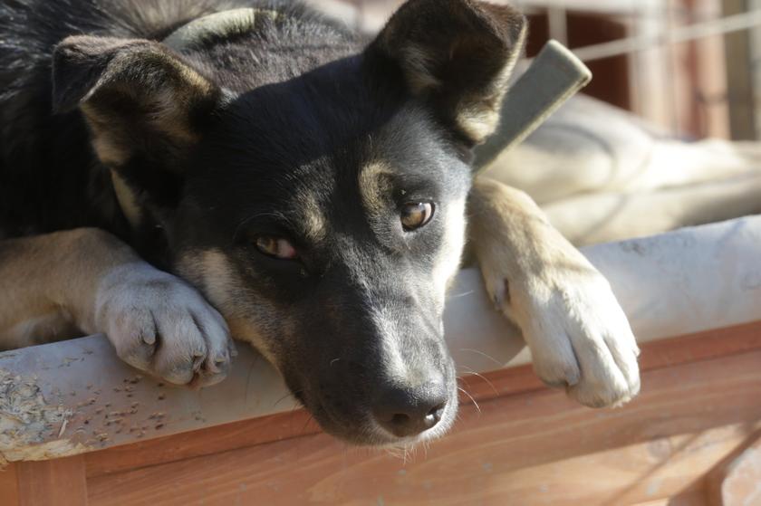 A dog looks on at a private dog shelter in Baranovka near Sochi February 8, 2014. u00e2u20acu201d Reuters pic 