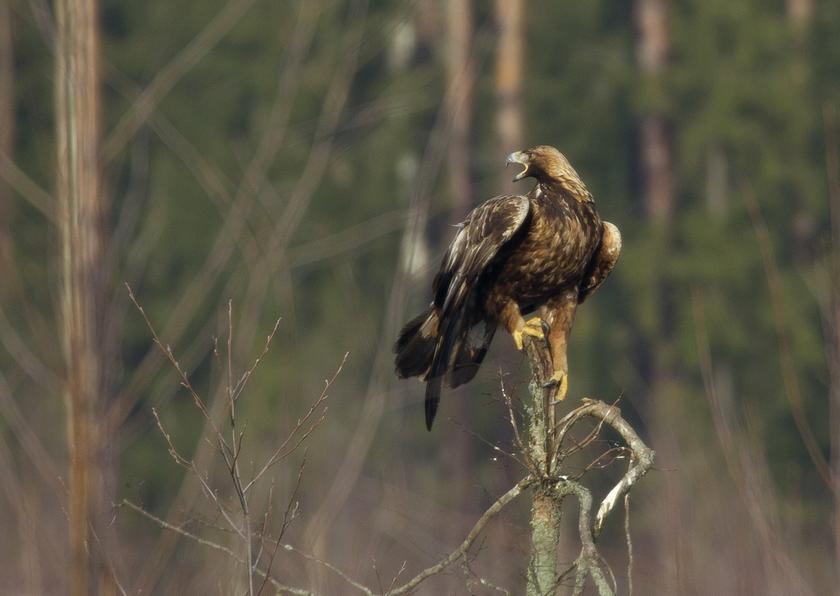 An adult golden eagle is seen in a forest near the remote village of Sosnovy Bor, some 320km north of Minsk, February 12, 2014. u00e2u20acu201d Reuters pic