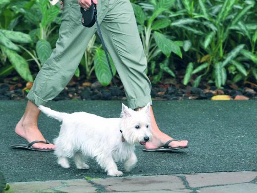Pet owners in Singapore can be fined for taking their pets into food outlets. u00e2u20acu2022 Today file pic