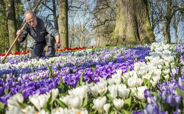An employee of the flower garden Keukenhof works for the opening season, near Lisse in the Netherlands. u00e2u20acu2022 AFP pic