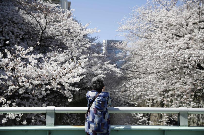 A woman looks at cherry blossoms in full bloom in Tokyo March 31, 2014. u00e2u20acu201d Reuters pic