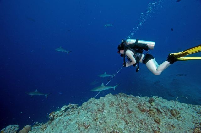 Dive with the sharks in Fiji. u00e2u20acu2022 AFP pic