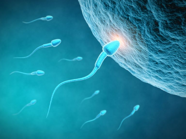 Scientists announced April 16, 2014 they had made the long-sought discovery of how sperm latches onto an egg in the very first spark of reproduction. u00e2u20acu201d AFP Relaxnews pic