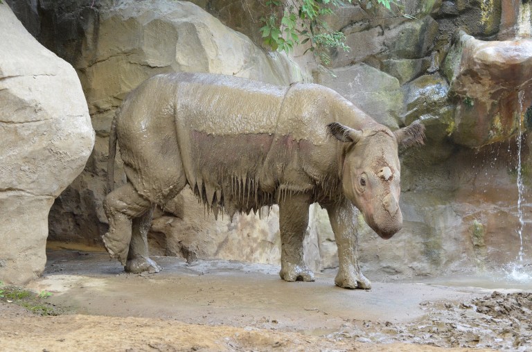 This image courtesy of The Cincinnati Zoo, shows Sumatran rhinoceros Suci at the Zoo on July 29, 2013. Suci, a nine-year-old female, died March 30, 2014 from an inheritable disease called hemachromoatosis. u00e2u20acu201d AFP pic