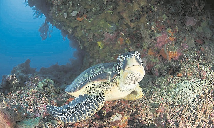 The International Union for Conservation of Nature classifies green sea turtles as endangered.u00e2u20acu201d file picture