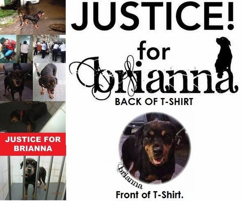 Brianna is reportedly attacked by a man using a bow and arrows outside his home at Taman Sinaran, Taming Jaya on May 13. u00e2u20acu201d Pictures courtesy of Malaysian Dogs Deserve Better