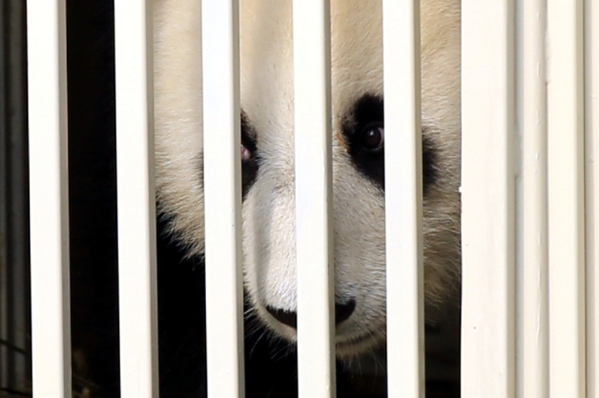 Natural Resources and Environment minister Datuk Seri G. Palanivel receives two giant pandas from China at the Animal Hotel at MASKargo Complex, Kuala Lumpur International Airport in Sepang, May 21, 2014. u00e2u20acu201d Picture by Saw Siow Feng  