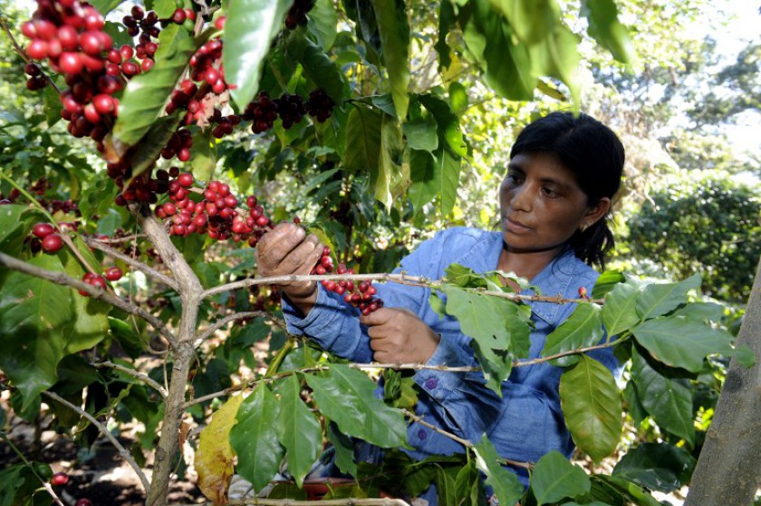 A woman collects coffee beans at San victor farm in Los Verdes village, Fraijanes municipality, 35 km of Guatemala City on January 17, 2013. u00e2u20acu201d AFP pic