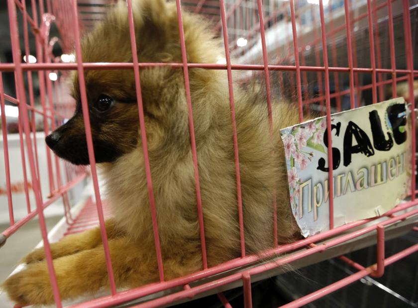 Arrows protruding from the dog. u00e2u20acu201d Picture courtesy of Malaysian Dogs Deserve Better