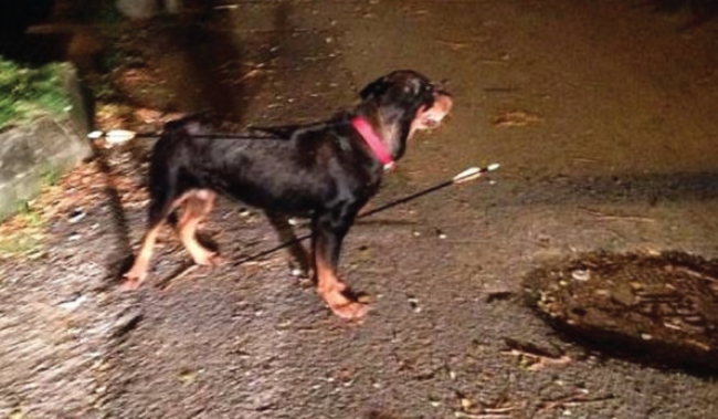 Arrows seen protruding from the dog who was wearing a red collar.u00e2u20acu201d Picture courtesy of Malaysian Dogs Deserve Better