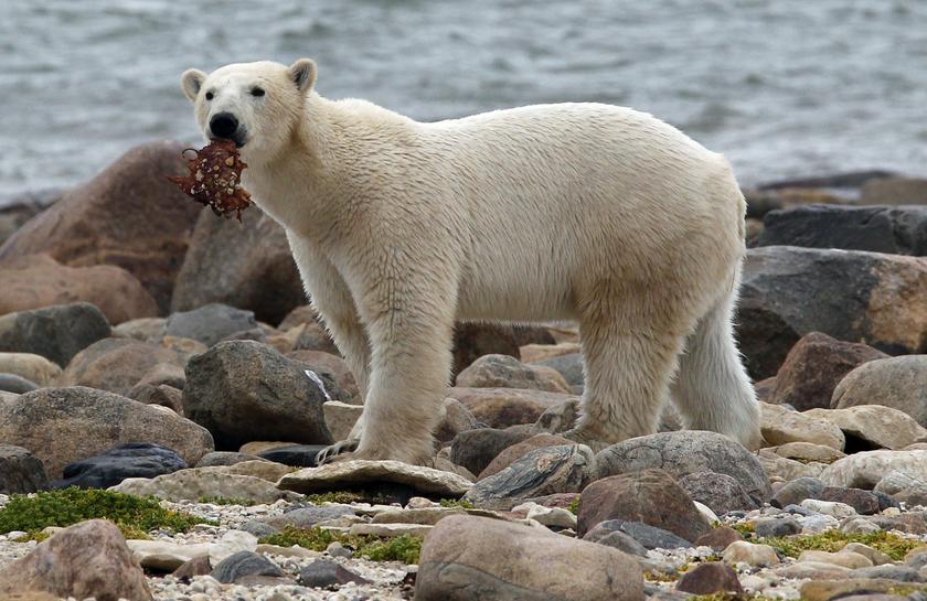 A polar bear holds onto a piece of meat along the shore of Hudson Bay near Churchill, Manitoba in this August 23, 2010 file photo.u00c2u00a0u00e2u20acu201du00c2u00a0Reuters pic