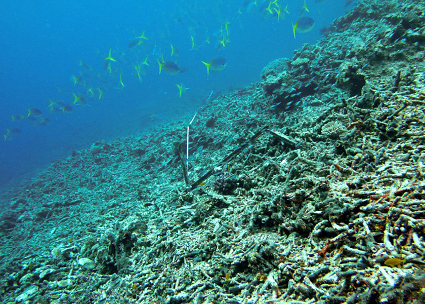 Australia's Great Barrier Reef which has lost more than half its coral cover in the past 27 years due to storms, poisonous starfish and bleaching linked to climate change, June 15, 2014. u00e2u20acu201d AFP pic