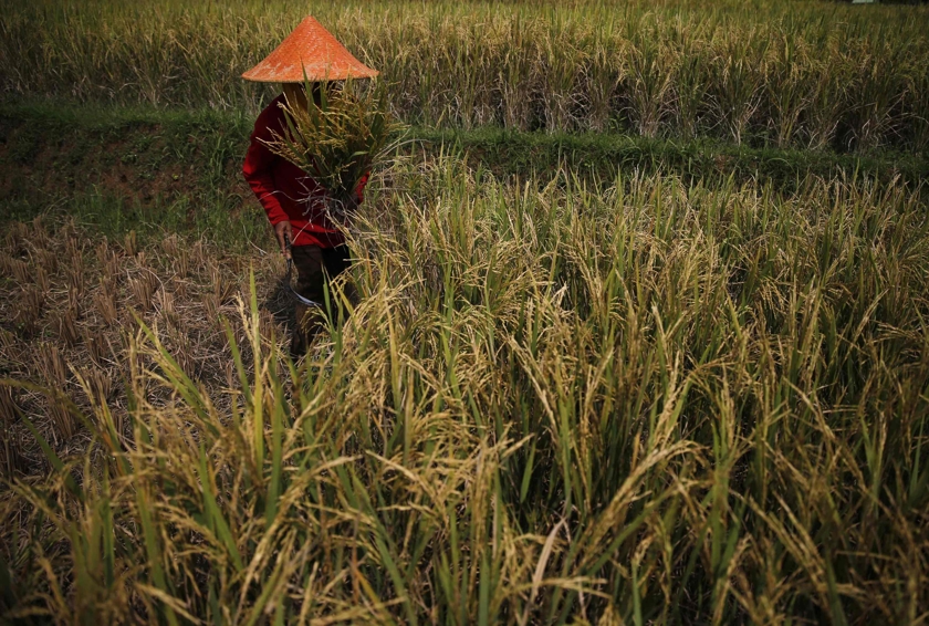 A farmer collects rice during harvest time at paddy field in Padalarang, Indonesia's West Java province, May 27, 2014. u00e2u20acu201d Reuters pic