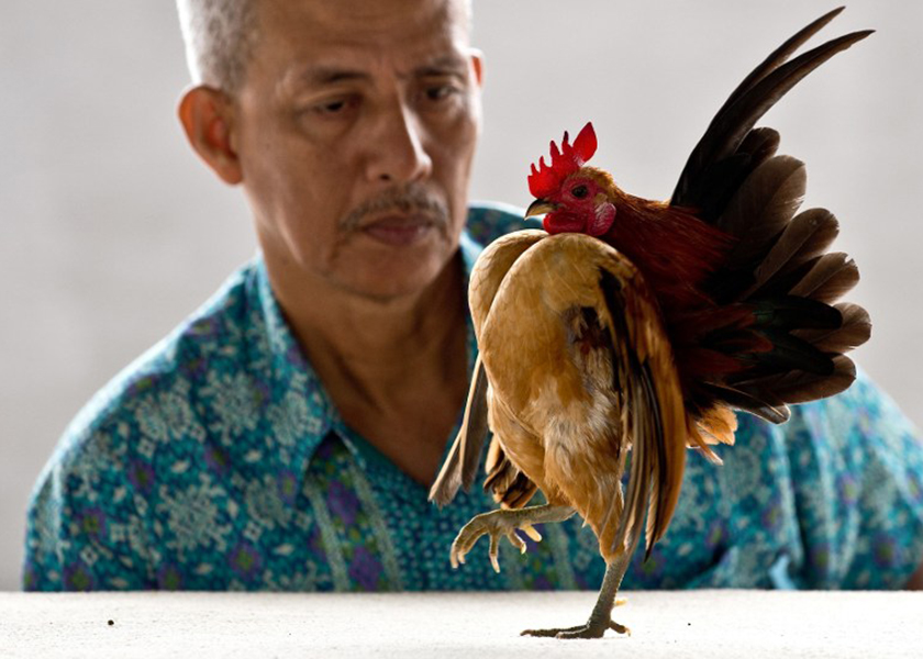 Mohamad Hatta Yahaya's tiny Serama chicken with a puffed-out chest and soldier's ramrod posture, strutted its rich yellow plumage for a stone-faced judge in Kampung Pandan, June 21, 2014. u00e2u20acu201d AFP pic